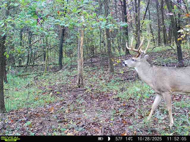 Prime Investment and Hunting Land in Pope Co. IL