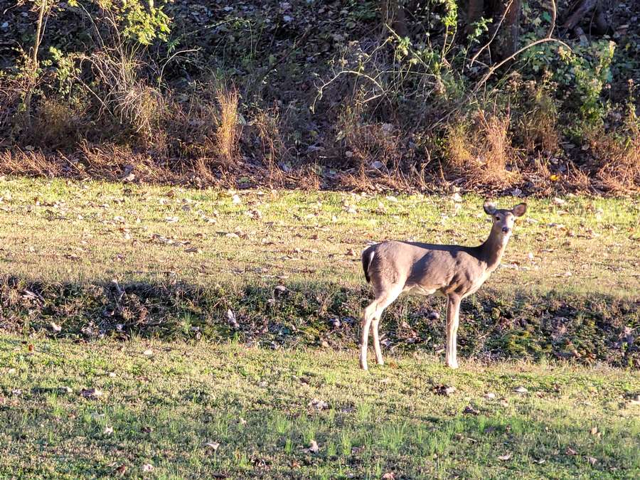 Deer2.jpg