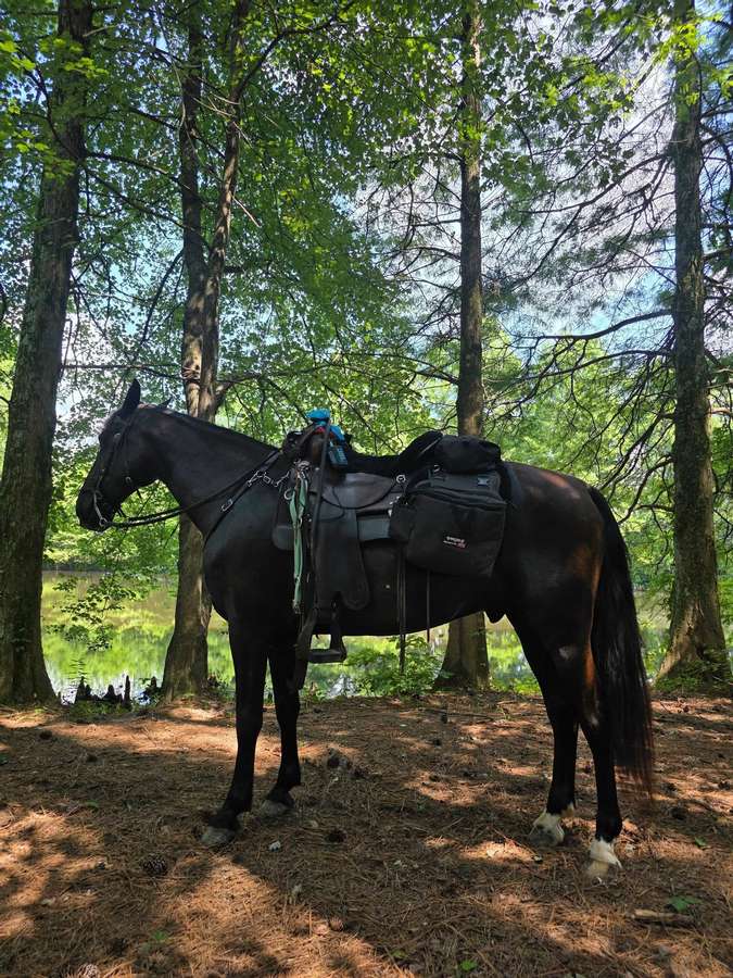 Own A Piece of the Former Nine Day Trail Ride Property - Pope IL Real ...