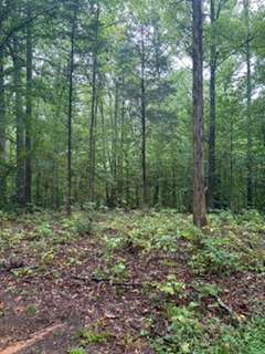 IMG_2296.jpeg