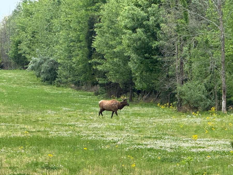 80 acre Deer Farm