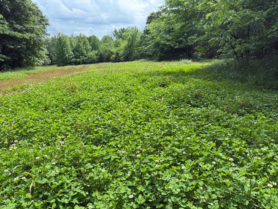 54 acres in heart of Pope Co